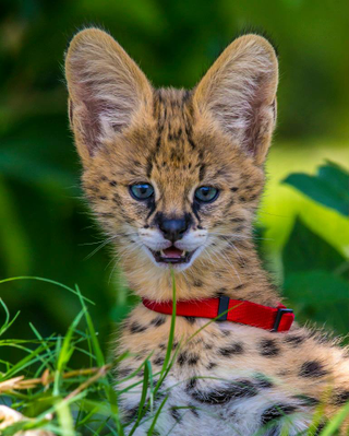 Illustration for article titled ZOMG BABY SERVALS!!!